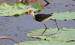 Comb-crested Jacana